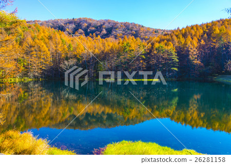 鯊魚池塘秋葉 26281158