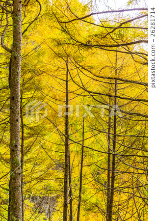 高原的闊葉樹 高原的闊葉樹 26281714