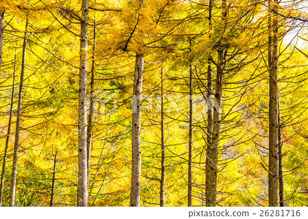 Broadleaf tree of the plateau 26281716