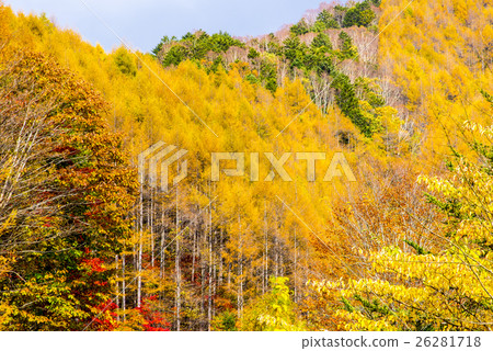 Broadleaf tree of the plateau 26281718