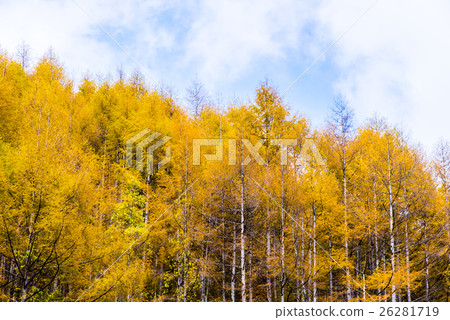 Broadleaf tree of the plateau 26281719