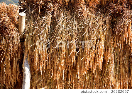 Rice hung dry scenery Iwate prefecture Tono-shi Rice hung dry scenery Iwate prefecture Tono-shi 26282667