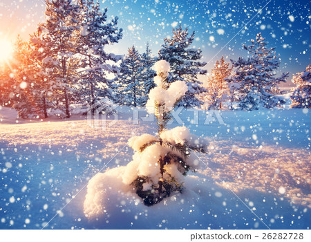 Tree in winter landscape 26282728