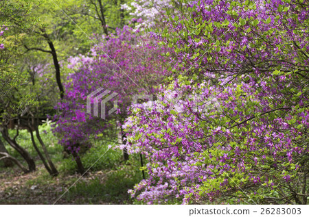 Azalea Azalea 26283003