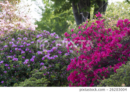 Azalea Azalea 26283004