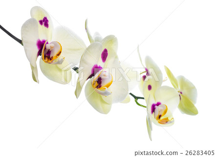 Branch of yellow with lilac spotted orchid 26283405