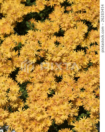 Chrysanthemum Chrysanthemum 26283454