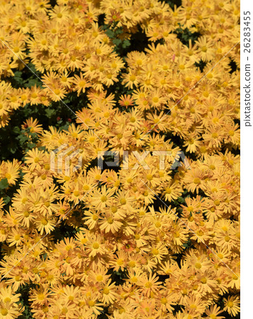 Chrysanthemum Chrysanthemum 26283455