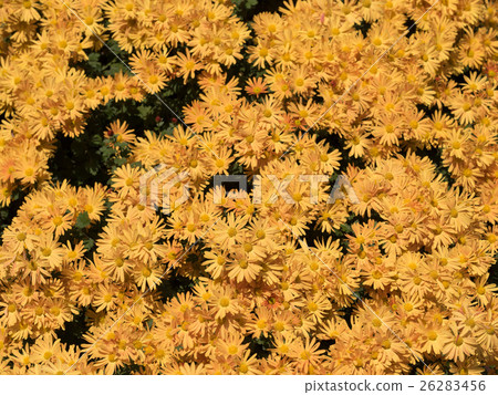 Chrysanthemum   26283456