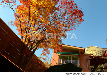 Autumn leaves of Karuizawa Ginza 26283532