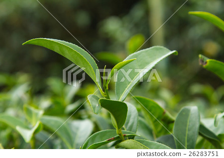 Green tea plantation landscape, in Thailand 26283751