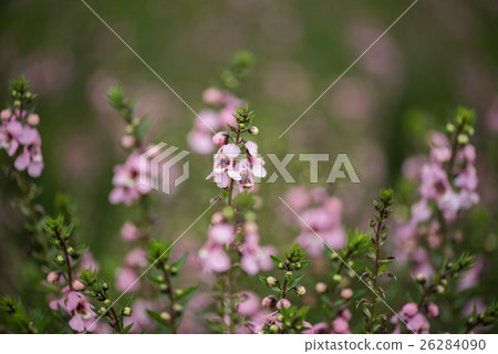 Angelonia 1 26284090