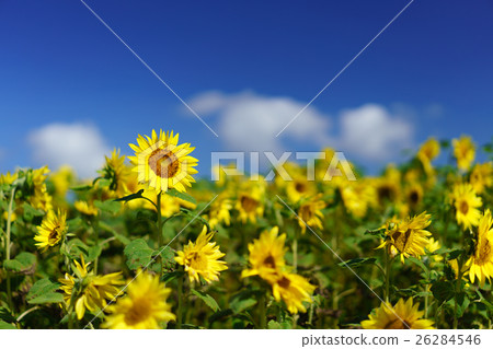 Sunflowing in the sun Sunflowing in the sun 26284546