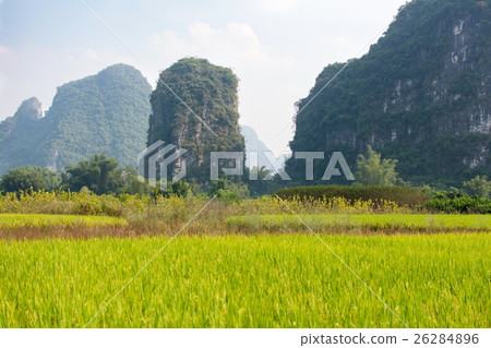 Rice field in karst area of Guangxi province Rice field in karst area of Guangxi province 26284896