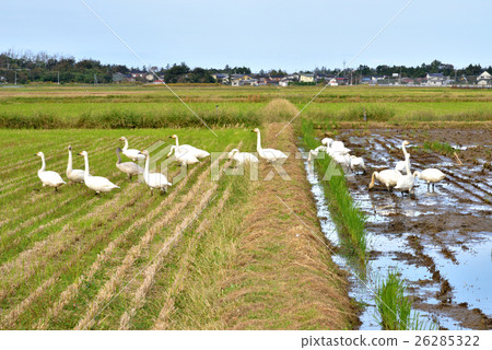Swan flying Flying Niigata prefecture Joetsu city Swan flying Flying Niigata prefecture Joetsu city 26285322