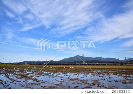 Swan flying Flying Niigata prefecture Joetsu city 26285323