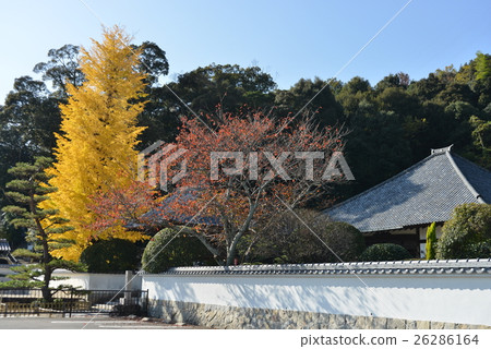 Ginkgo tree Ginkgo tree 26286164