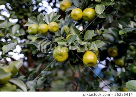 Oomi kumquat 26286414