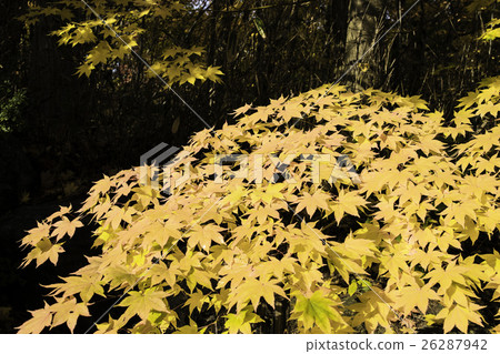 黃楓 黃楓 26287942