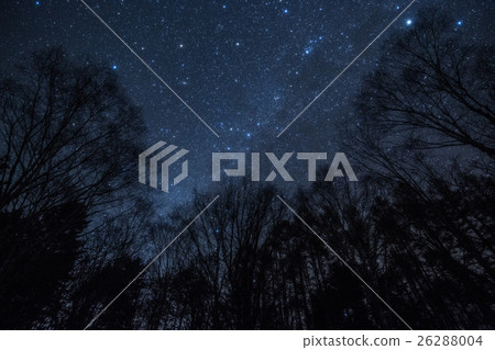 From the trees to the fallen Milky Way From the trees to the fallen Milky Way 26288004