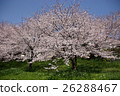  Cherry blossoms and blue sky 26288467