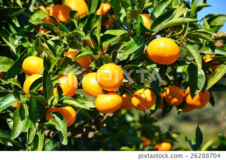 Orange garden 26288704