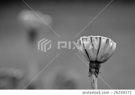 Lotus dying,The life cycle of a lotus Lotus dying,The life cycle of a lotus 26289371
