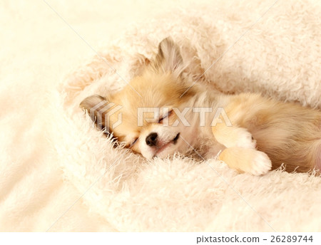 Chihuahua puppy 26289744