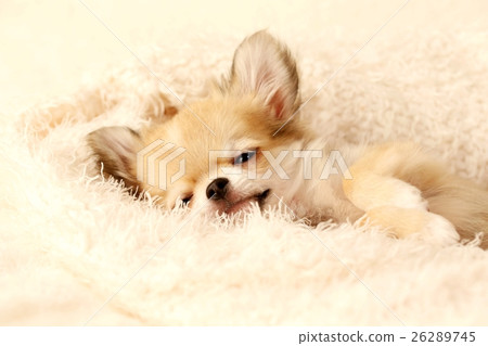 奇瓦瓦狗小狗 26289745