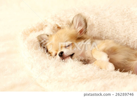 奇瓦瓦狗小狗 26289746