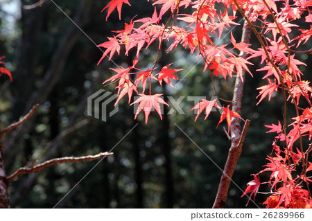 秋天的樹葉 秋天的樹葉 26289966