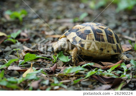 陸龜 陸龜 26290224