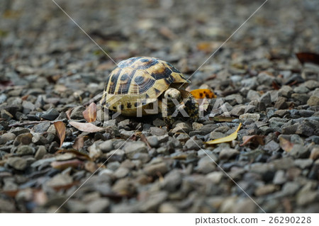 陸龜 陸龜 26290228