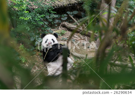 Portrait of panda eating bamboo at Singapore Zo Portrait of panda eating bamboo at Singapore Zo 26290634