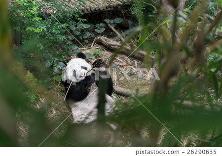 Portrait of panda eating bamboo at Singapore Zo Portrait of panda eating bamboo at Singapore Zo 26290635