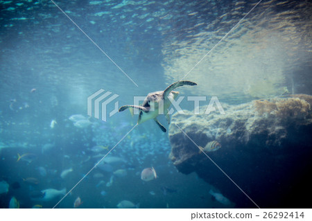 Turtle Turtle 26292414