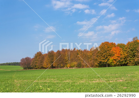 Autumn rural landscape with a forest 26292990