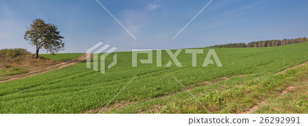 Summer rural landscape with a field and the blue 26292991
