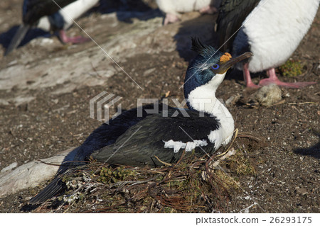 Imperial Shag (Phalacrocorax atriceps albiventer)  26293175