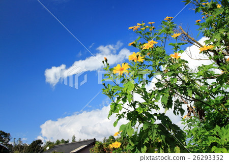 Emperor Sunflower Emperor Sunflower 26293352