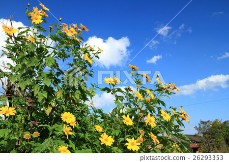 Emperor Sunflower Emperor Sunflower 26293353