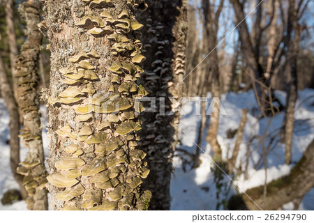 Polypore mushroom on tree trunk Polypore mushroom on tree trunk 26294790
