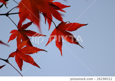 Autumn leaves of Nine years 26296012