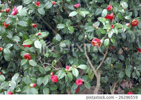 山茶花 山茶花 26296559