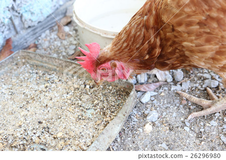 Chicken zodiac 26296980