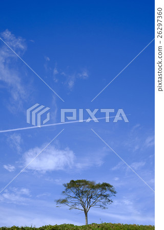 Blue sky and tree and airplane cloud Blue sky and tree and airplane cloud 26297360