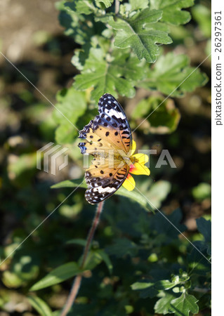 Butterfly butterfly Butterfly butterfly 26297361