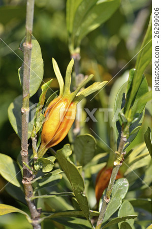 梔子果實11月 26299906