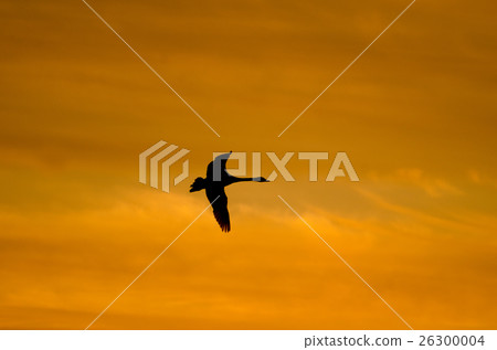 A swan flying A swan flying 26300004