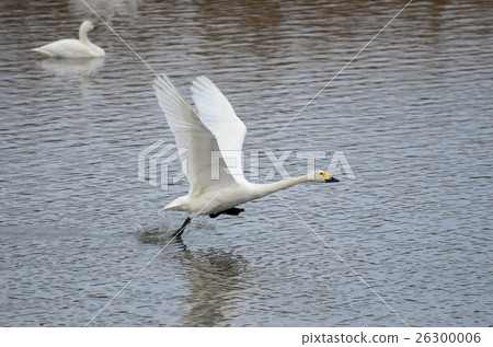 一隻天鵝飛離水面 26300006